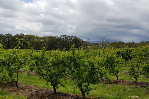 Yarra Valley Wineries And Rayners Orchard Tour From Melbourne - Accommodation Mt Buller 4
