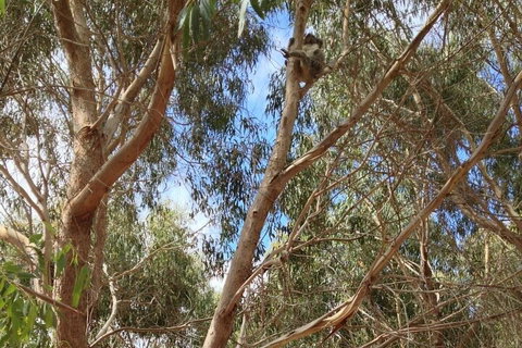 Kangaroo Island 4WD Tour - Best Of KI In 2 Days - Accommodation Mt buller 0