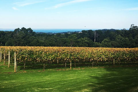 Yarra Valley Wine Tour Inc Lunch With A Glass Of Wine, Tastings And Chocolate - Accommodation Mt Buller 2
