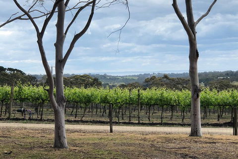 Yarra Valley Wine Tour Inc Lunch With A Glass Of Wine, Tastings And Chocolate - Accommodation Mt Buller 3