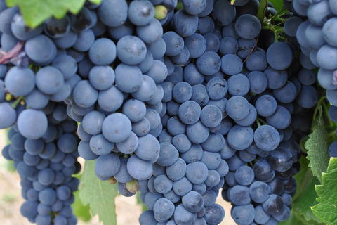 Barossa Valley Cellar Doors Luxury Wine Tour - Accommodation Mt Buller 4
