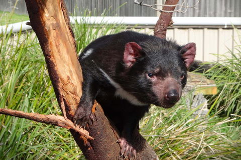 Tasmania 6 Day 'Tour In Circle' - Accommodation Mt Buller 1
