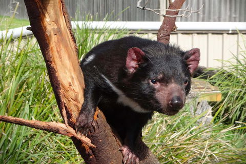 Tasmania 4 Day East Coast + Launceston - Accommodation Mt Buller 2