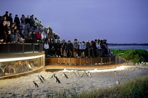 Phillip Island And French Island Wildlife Expedition - Accommodation Mt Buller 5
