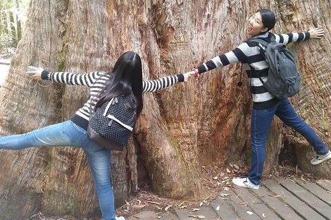 Mt Field National Park Active Day-Trip Including Bonorong And Mt Wellington - Accommodation Mt Buller 0