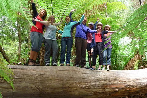 Mt Field National Park Active Day-Trip Including Bonorong And Mt Wellington - Accommodation Mt Buller 3