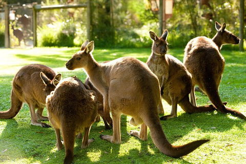 Yarra Valley Wine And Wildlife Self-Driving Tour - Accommodation Mt Buller 4