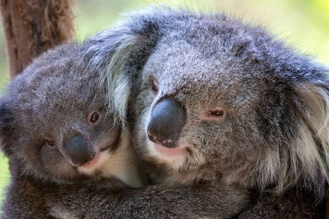 Half-Day Or Full-Day Tour With Private Guide From Melbourne - Accommodation Mt Buller 1