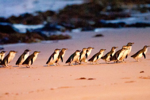 Half-Day Or Full-Day Tour With Private Guide From Melbourne - Accommodation Mt Buller 5