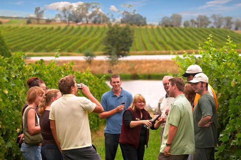 Yarra Valley Balloon Flight And Winery Tour - Accommodation Mt Buller 4