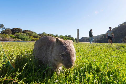 Wilson's Promontory Small Group Eco Tour From Melbourne - Accommodation Mt Buller 2