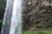 Springbrook National Park Discovery Full-Day Bushwalking Tour, Brisbane