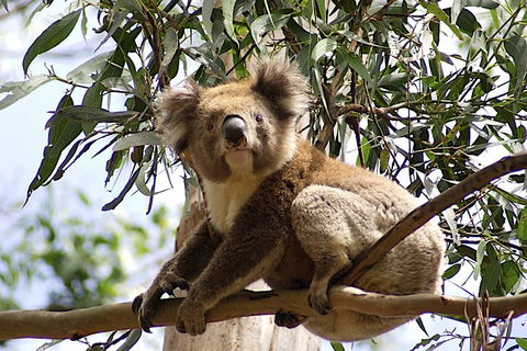 Melbourne Combo: Great Ocean Road, Puffing Billy, Moonlit Sanctuary & Penguins - Accommodation Mt Buller 3