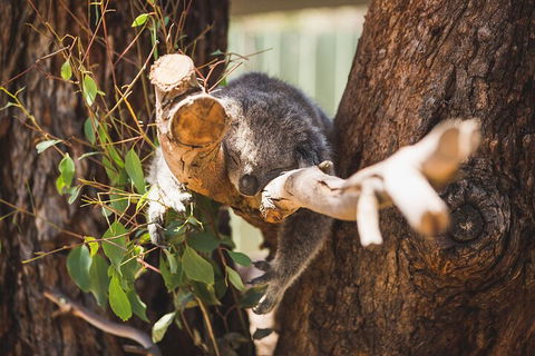 Melbourne City Tour And Phillip Island In One Day - Accommodation Mt Buller 0
