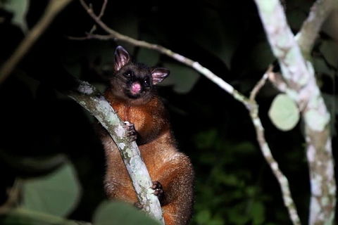 Atherton Tablelands Rain Forest By Night From Cairns - Accommodation Mt Buller 4