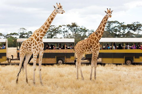 Werribee Open Range Zoo General Admission Ticket - Accommodation Mt Buller 2
