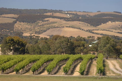 McLaren Vale And Glenelg Wine Tasting And Sightseeing (Half-day Afternoon) - Accommodation Mt Buller 2