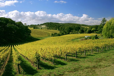 McLaren Vale And Glenelg Wine Tasting And Sightseeing (Half-day Afternoon) - Accommodation Mt Buller 4