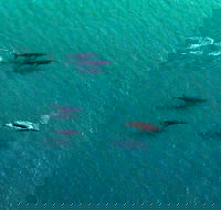 40-45 Minute Port Stephens and Stockton Beach Helicopter Flight - For 2 - Accommodation Mt Buller
