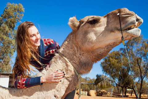 Alice Springs Camel Tour - Accommodation Mt Buller 2