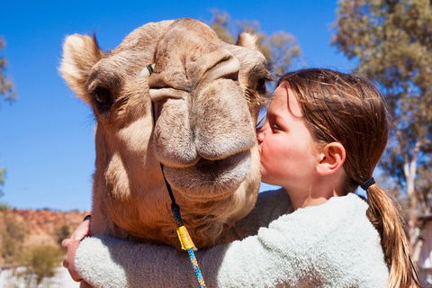 Alice Springs Camel Tour - Accommodation Mt Buller 5