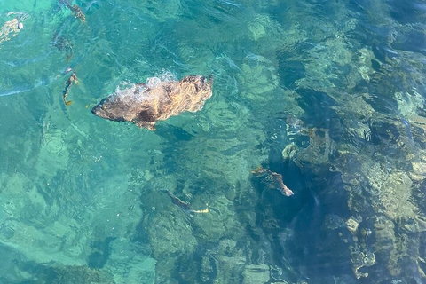 Aquascene Magnetic Island Discovery Tour - Accommodation Mt Buller 1