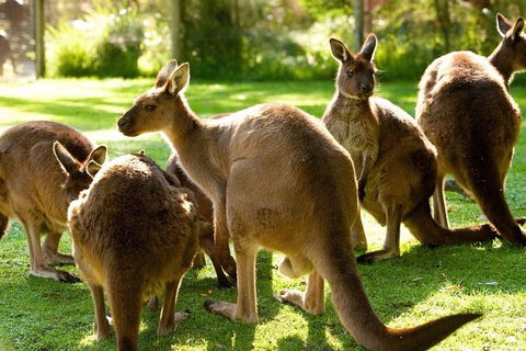 Melbourne City Card (3 Days): Visit Unlimited Attractions! - Accommodation Mt Buller 4