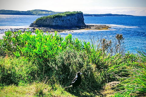 Erupting Blowholes And Ancient Rainforests With 'Personalised Sydney Tours' - Accommodation Mt Buller 3