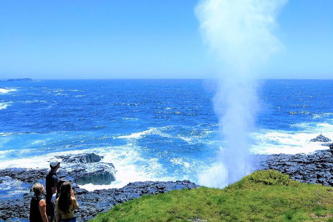 Erupting Blowholes And Ancient Rainforests With 'Personalised Sydney Tours' - Accommodation Mt Buller 5