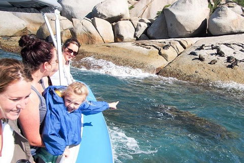 Seal Island Boat Tour From Victor Harbor - Accommodation Mt Buller 4