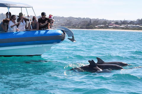 Seal Island Boat Tour From Victor Harbor - Accommodation Mt Buller 5