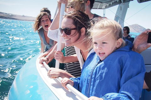 Southern Ocean Adventure From Victor Harbor - Accommodation Mt Buller 4