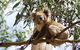 Melbourne Super Saver: Great Ocean Road + Wilsons Promontory + Attraction Pass - thumb 3