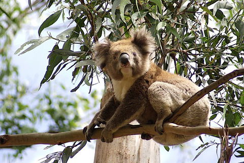 Melbourne Super Saver: Great Ocean Road + Wilsons Promontory + Attraction Pass - Accommodation Mt Buller 3