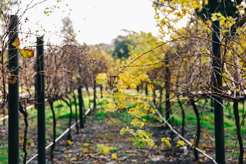 Australian Wine Discovery Tour Ticket - Accommodation Mt Buller 4