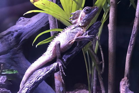 Cairns Aquarium Admission Ticket - Accommodation Mt Buller 0