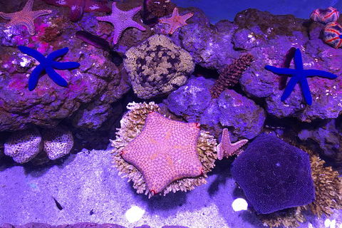 Cairns Aquarium Admission Ticket - Accommodation Mt Buller 5