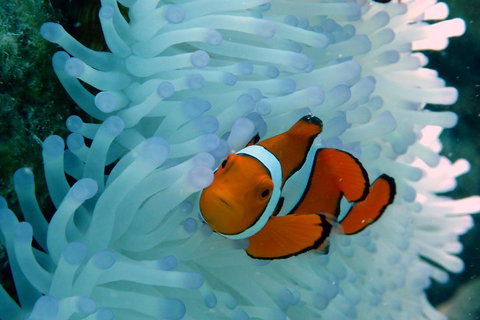 Seastar Luxury Outer Great Barrier Reef Island And Reef Tour From Cairns - Accommodation Mt buller 0