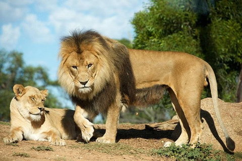 Werribee Open Range Zoo General Admission Ticket - Accommodation Mt Buller 1