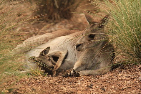 Werribee Open Range Zoo General Admission Ticket - Accommodation Mt Buller 3