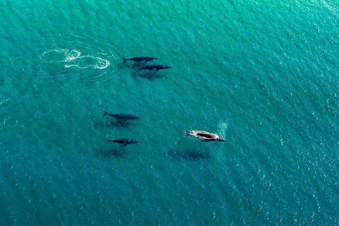 25-30 Minute Newcastle & Macquarie Helicopter Shared Flight - Accommodation Mt Buller 4