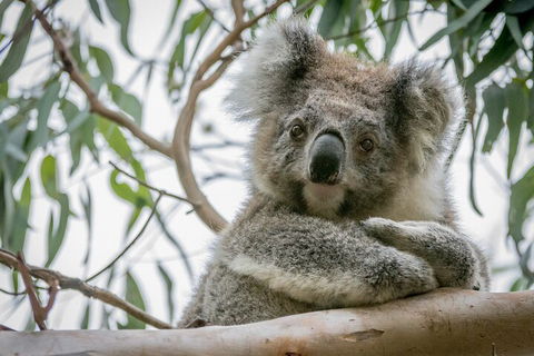 Great Ocean Road & Grampians National Park Tour - 3 Days, 2 Nights - Accommodation Mt Buller 2